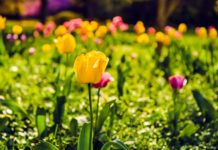 Sherwood Gardens tulips