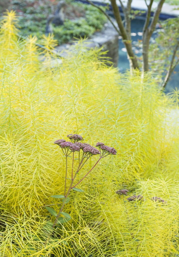 Near the steps to the pool, a stand of turning Amsonia hubrechtii surrounds bird-attracting Sedum ‘Autumn Joy.’ 