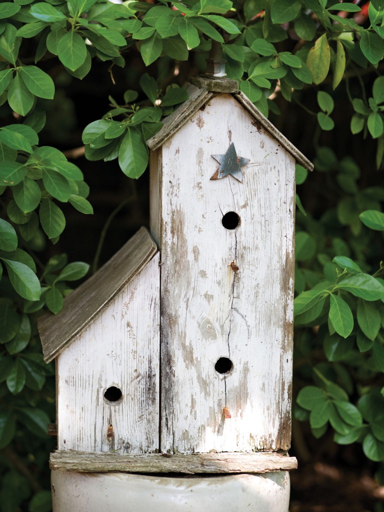 Backed by evergreen euonymus, one of several birdhouses.