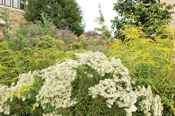 Self-sown rosy New England asters, goldenrod and self-sown white thoroughwort. 