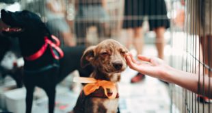 MD SPCA Launches Annual Virtual Festival for the Animals
