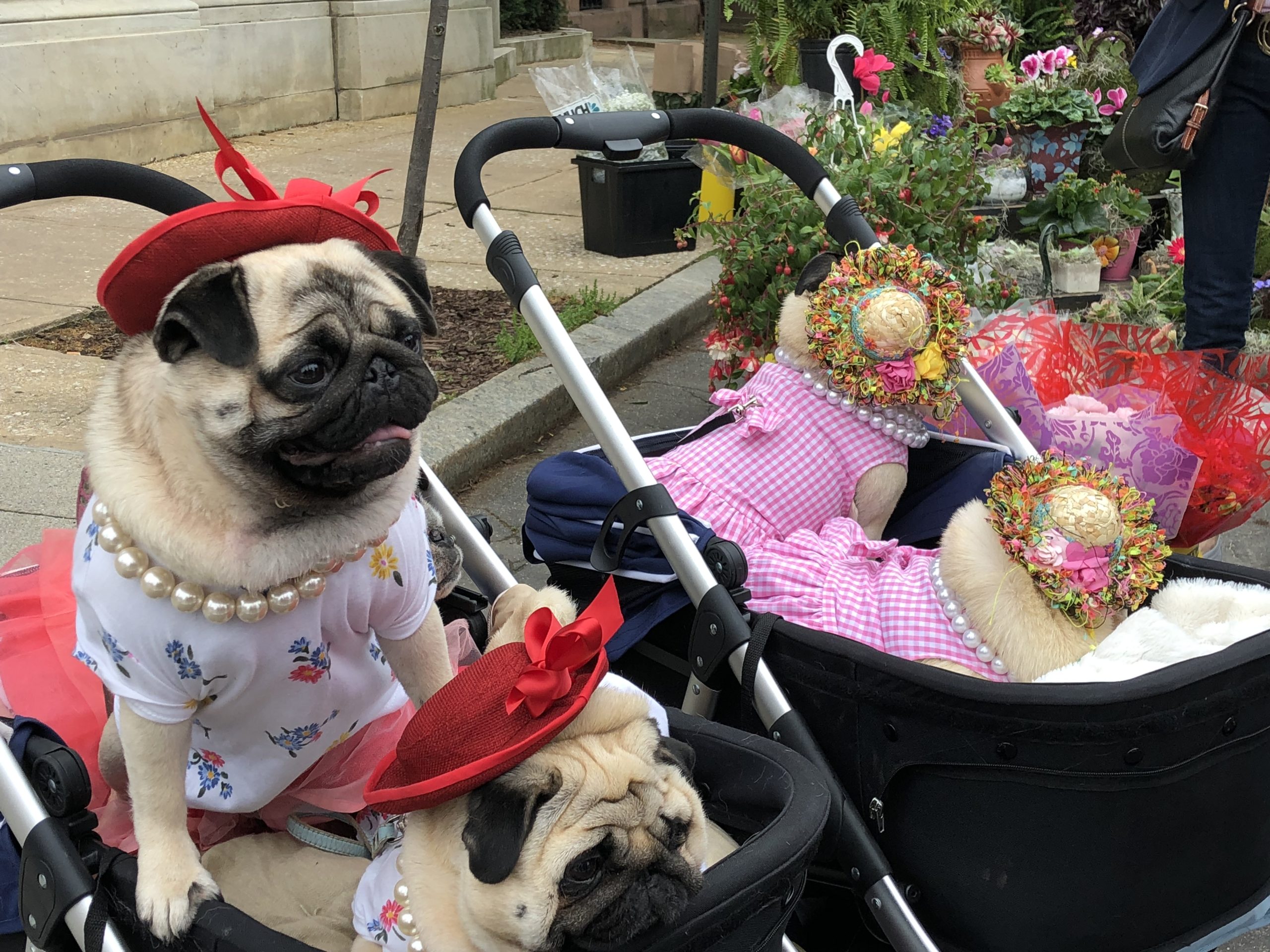 A fancy pug dressed in a hat and blouse enjoys its day at the annual Flower Mart
