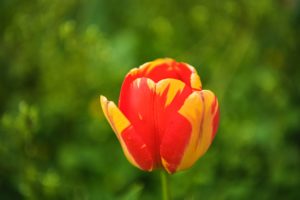 Tulips at Sherwood Gardens