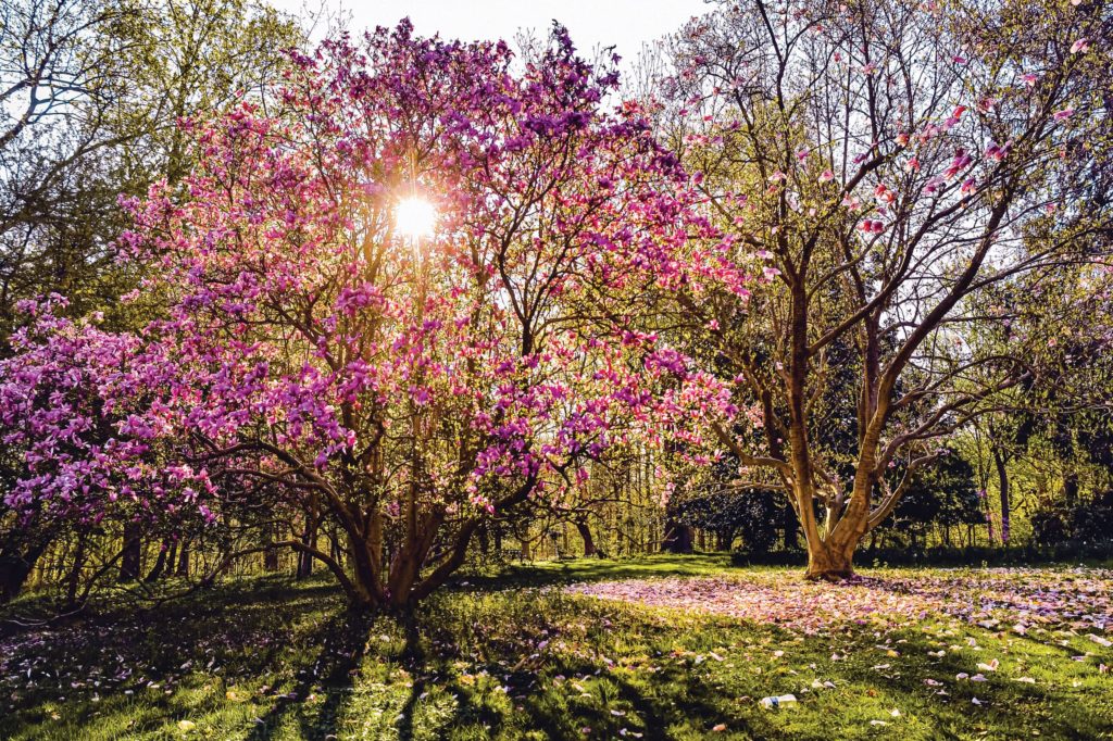 Magnolias at Cylburn Arboretum