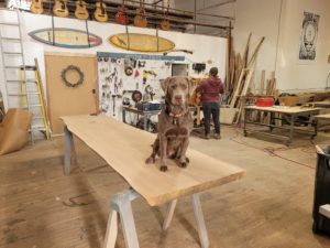 A brown dog is sitting on a table.