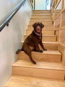 A brown dog named Dakota sits on the stairs