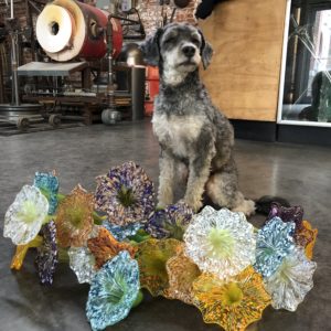 A dog named Romeo sits next to some glass sculptures.