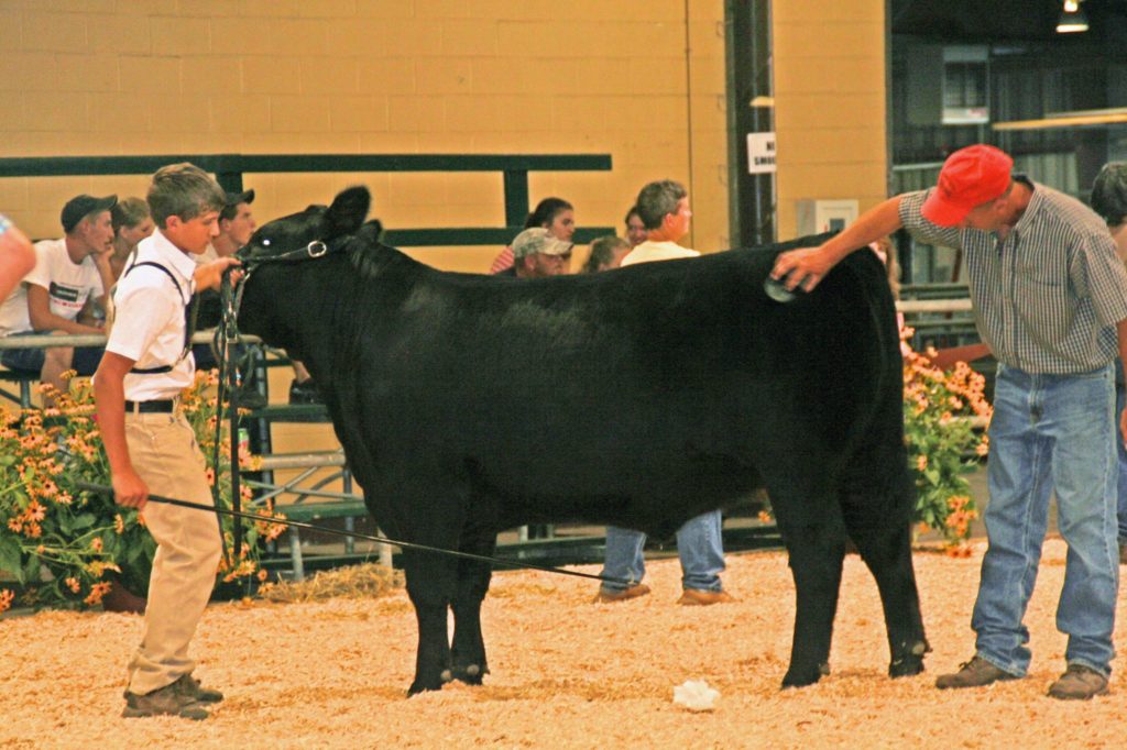 Maryland State Fair livestock show
