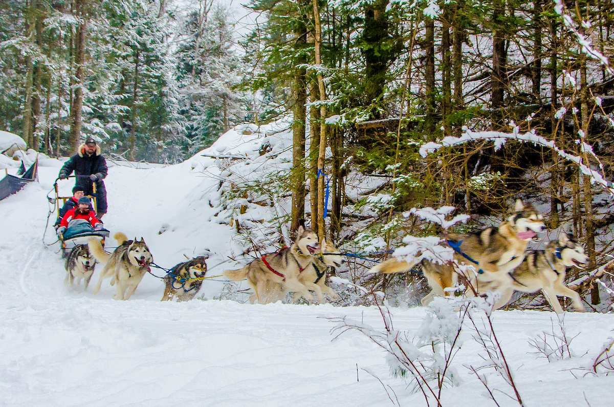 Dogsledding in North Conway, New Hampshire