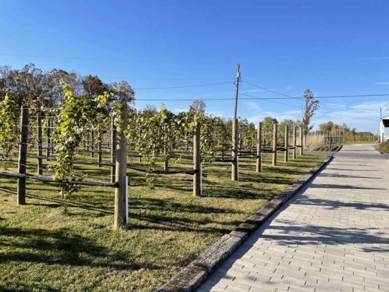 IMG 2969 min 768x576