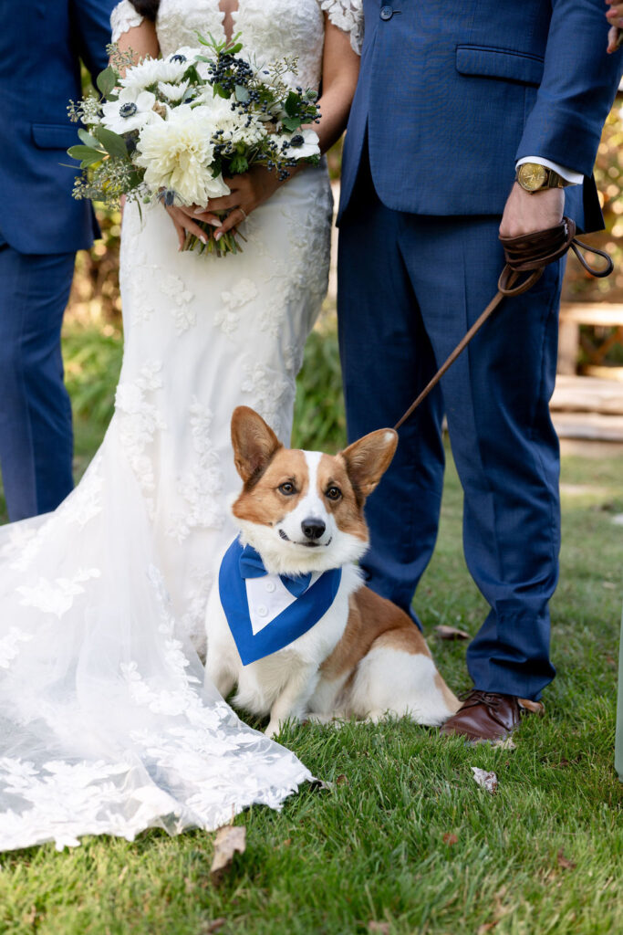 Dog at a wedding