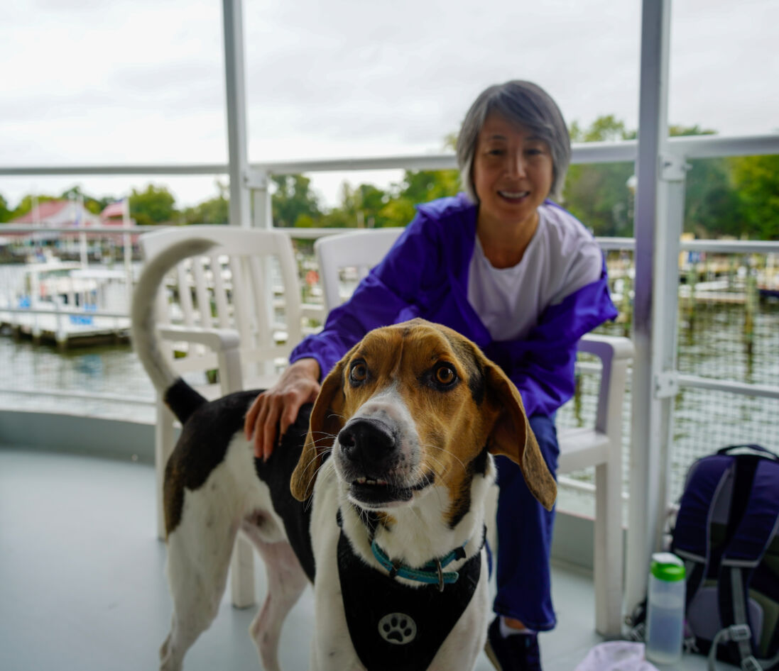 Dog on a cruise