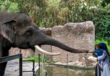 Things to Do This Weekend in Baltimore (May 23-24) A baby held by their mother touches an elephant's trunk at the zoo