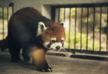 Things to Do in This Weekend in Baltimore (June 12-14) Red panda