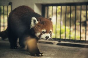 Red panda